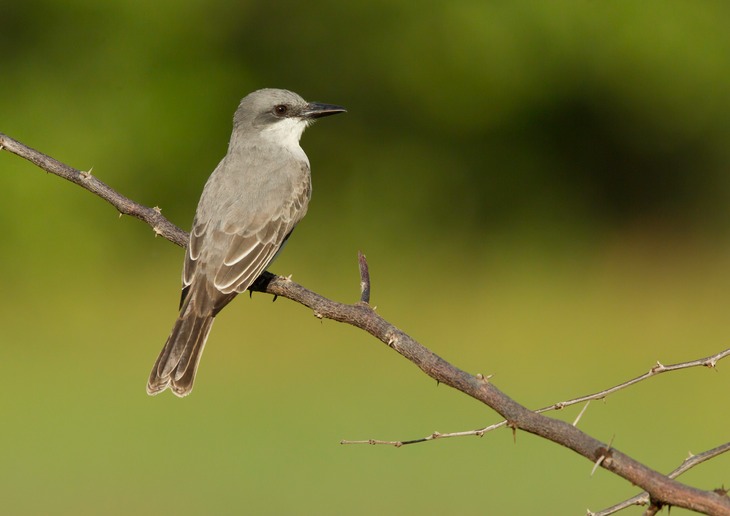 grey kingbird