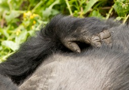 mountain gorilla