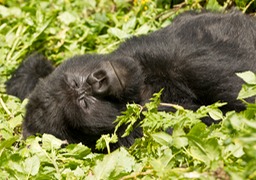 mountain gorilla