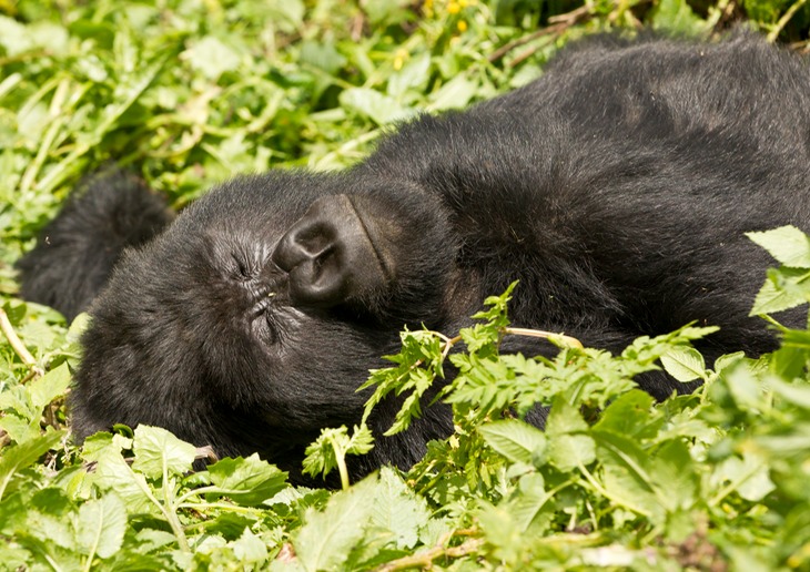 mountain gorilla