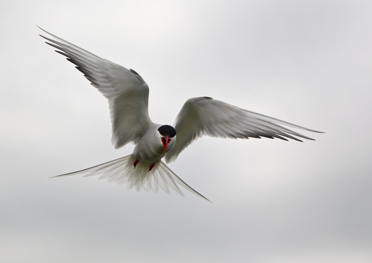 arctic tern