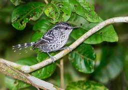 scaled antbird