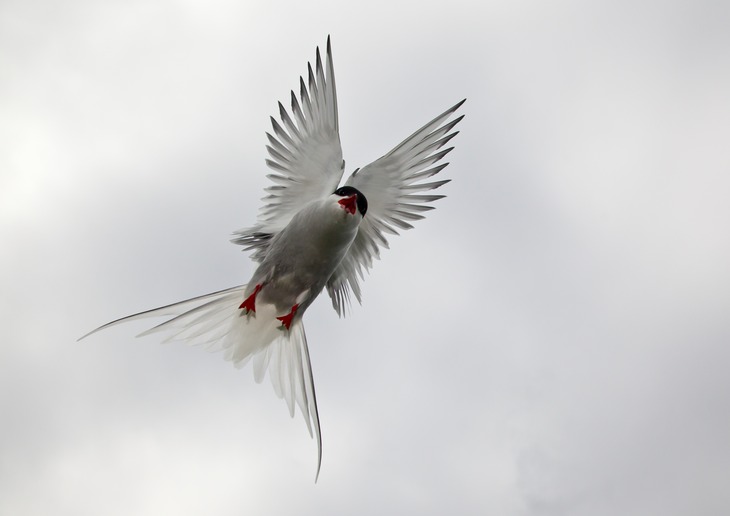 arctic tern