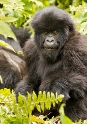 mountain gorilla