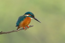 european kingfisher