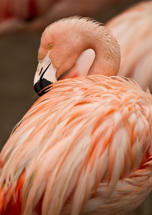 greater flamingo