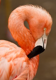 greater flamingo