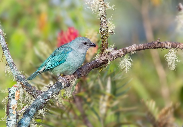 azure shouldered tanager