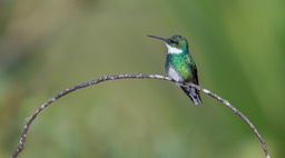 white throated hummingbird