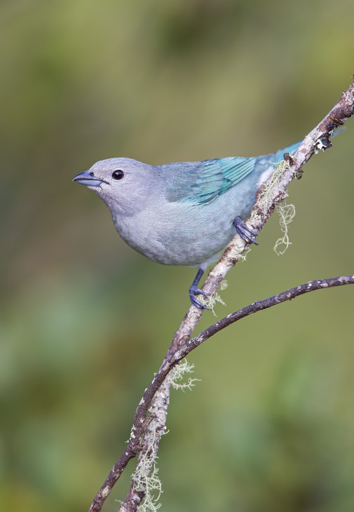 sayaca tanager