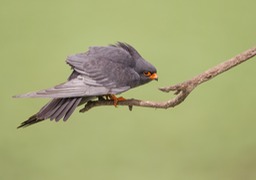 red footed falcon