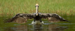 brown pelican