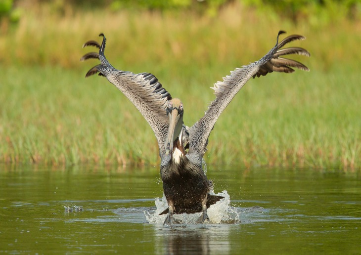 brown pelican