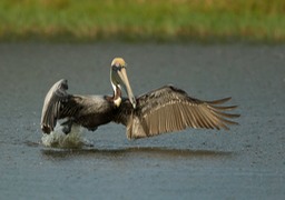 brown pelican