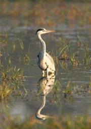 grey heron