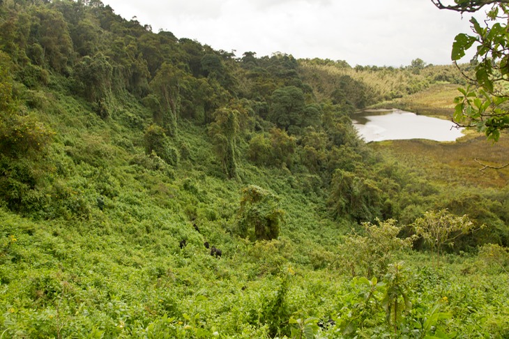 mountain gorilla