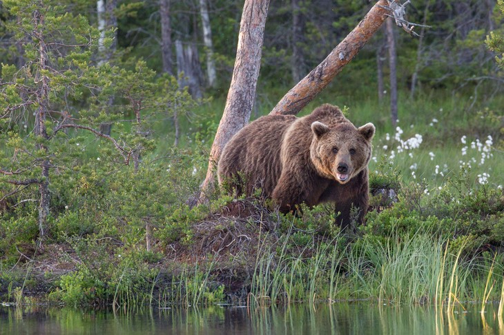 brown bear