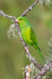 plain parakeet