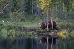 brown bear