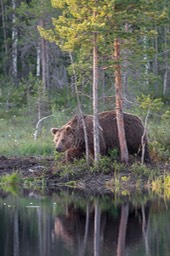 brown bear