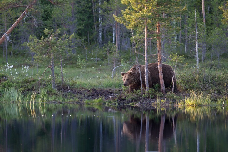 brown bear