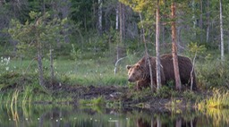 brown bear