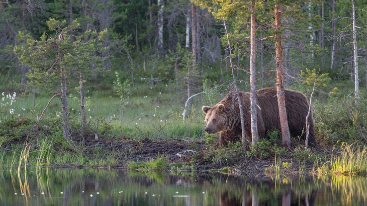 brown bear