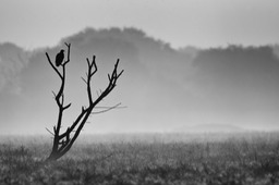 crested serpent eagle