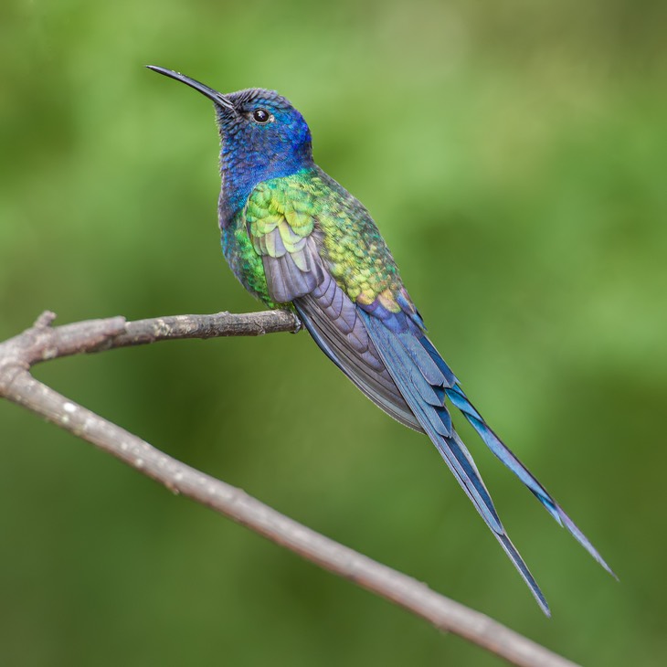 swallow tailed hummingbird