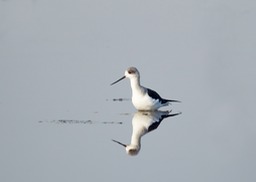 black winged stilt