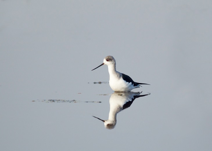 black winged stilt