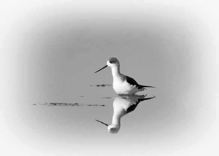 black winged stilt