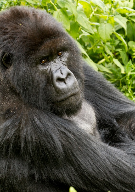 mountain gorilla