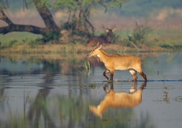 nilgai