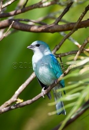 azure shouldered tanager