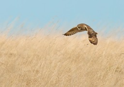 short eared owl