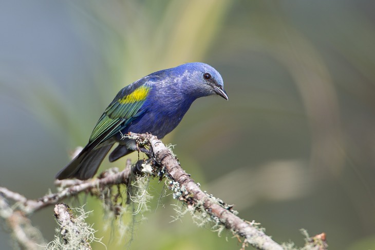 golden chevroned tanager