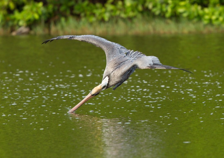 brown pelican