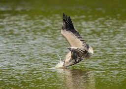 brown pelican