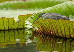 green backed heron