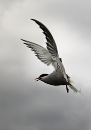 arctic tern