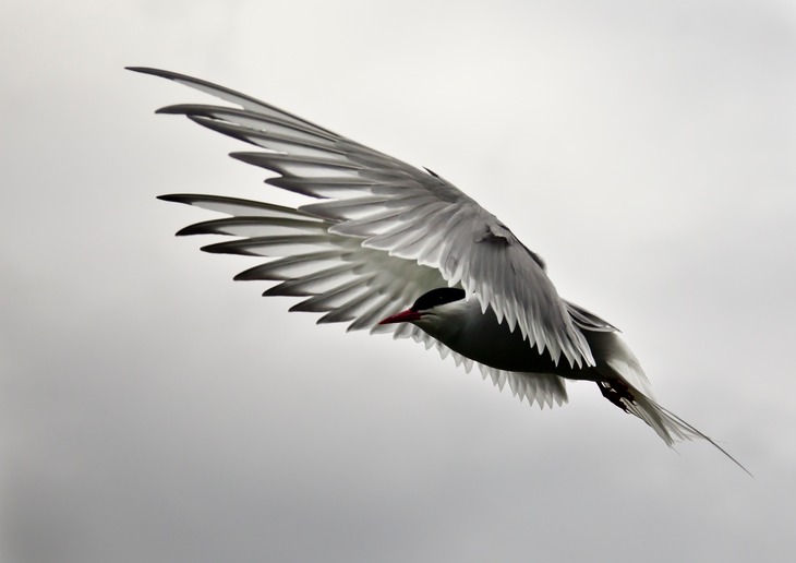 arctic tern