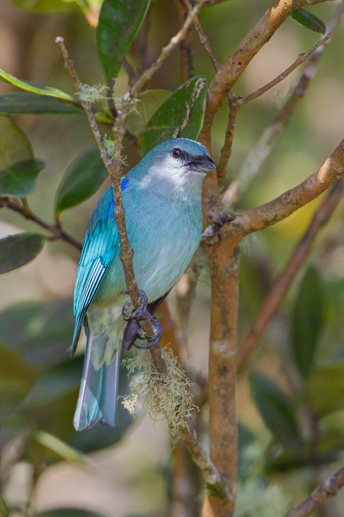 azure shouldered tanager