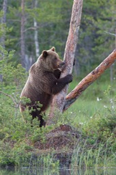 brown bear