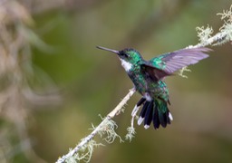 white throated hummingbird