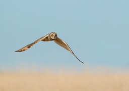 short eared owl