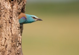 european roller