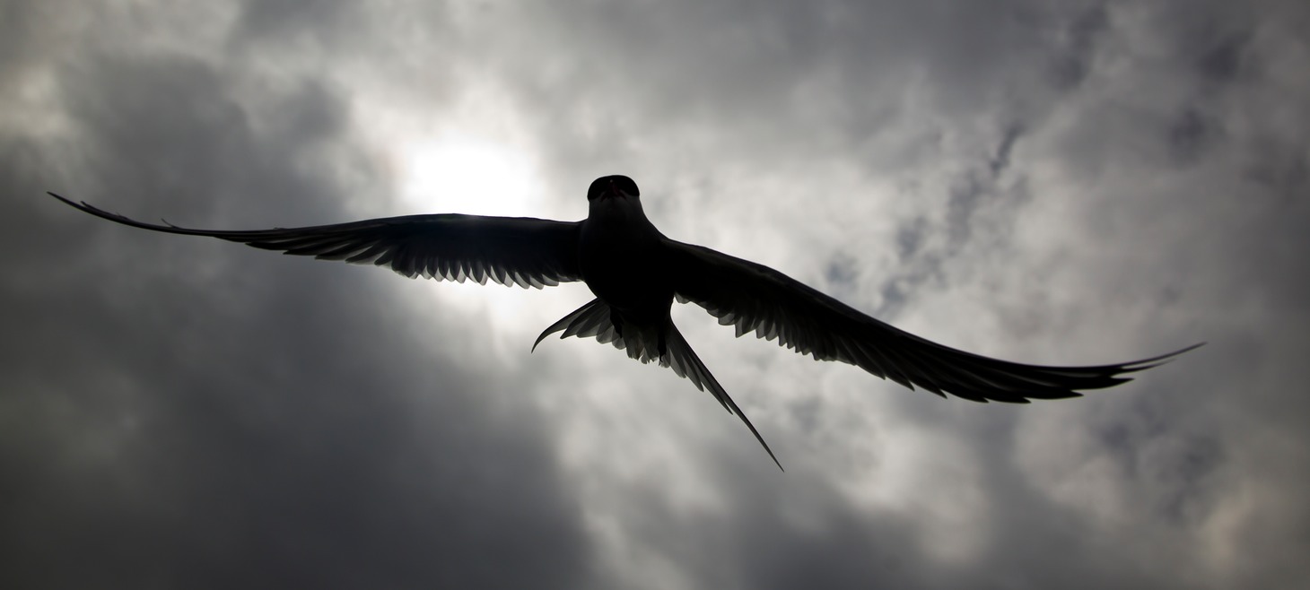 arctic tern