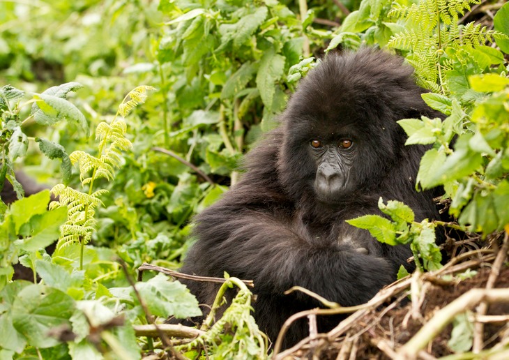 mountain gorilla