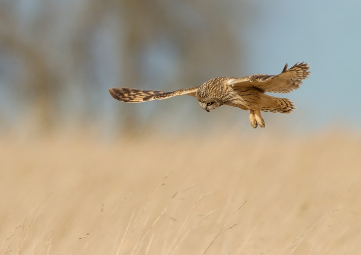 short eared owl